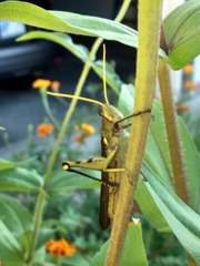 Schistocerca obscura