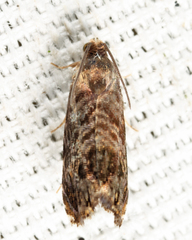 Grapholita prunivora