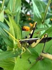 Schistocerca obscura