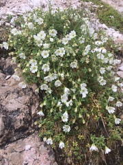 Cerastium latifolium