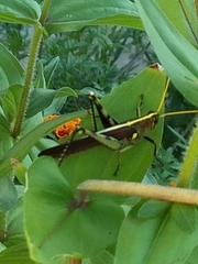 Schistocerca obscura