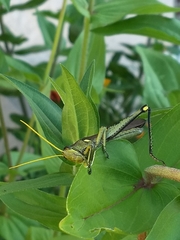 Schistocerca obscura