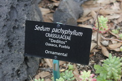Sedum pachyphyllum