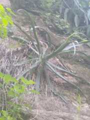 Agave vilmoriniana