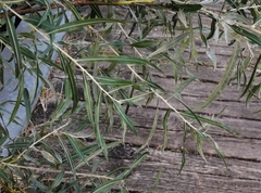 Salix