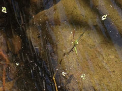 Limnoporus notabilis