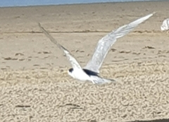 Thalasseus bergii