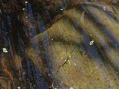 Limnoporus notabilis