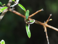 Coprosma rubra