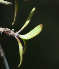 Coprosma rubra