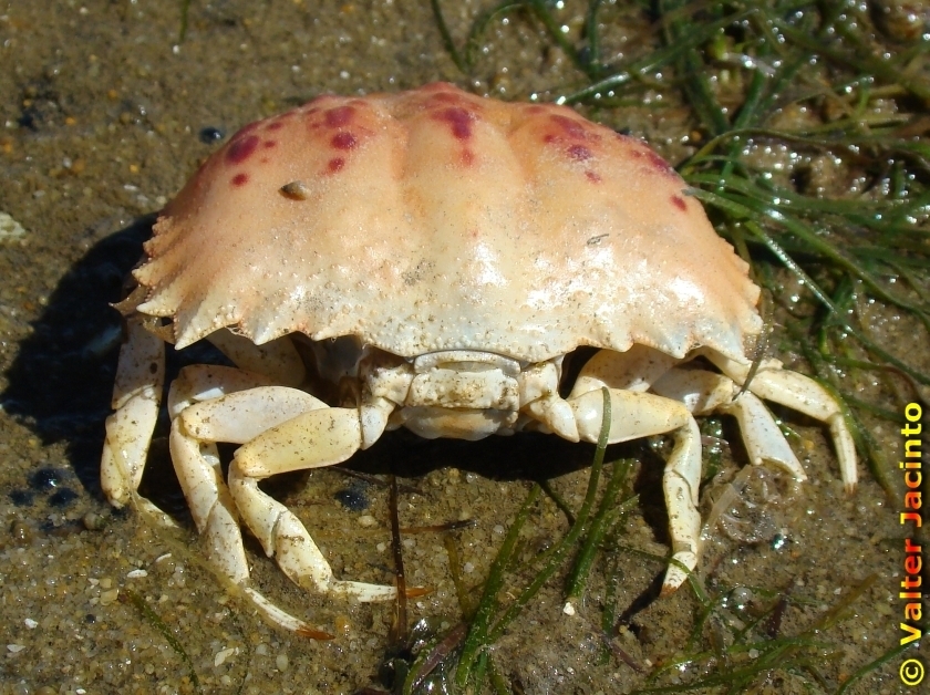 Shamefaced Crab (Marine Life of the Mediterranean) · iNaturalist