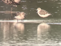 Calidris falcinellus sibirica