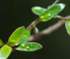 Coprosma rubra