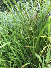 Carex frankii