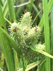 Carex frankii