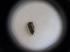 Reesa vespulae