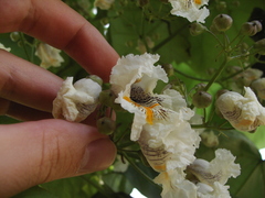 Magnoliopsida
