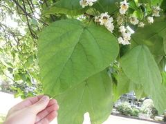Magnoliopsida