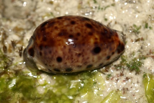 Lynx Cowry