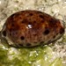 Lynx Cowry - Photo (c) Martin Grimm, some rights reserved (CC BY-NC)