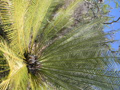 Dioon caputoi
