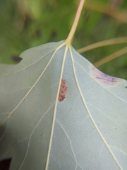 Eriophyes aceris