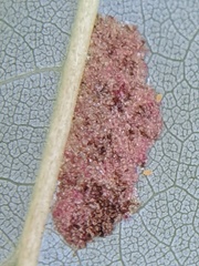 Eriophyes aceris