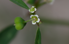 Euphorbia graminea
