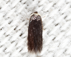 Nepticuloidea