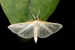 Palpita vitrealis