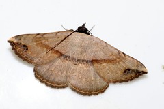 Maxera marchalii