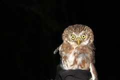 Glaucidium