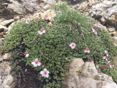 Potentilla nitida