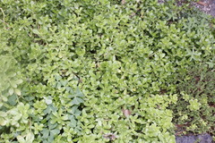 Sedum × amecamecanum