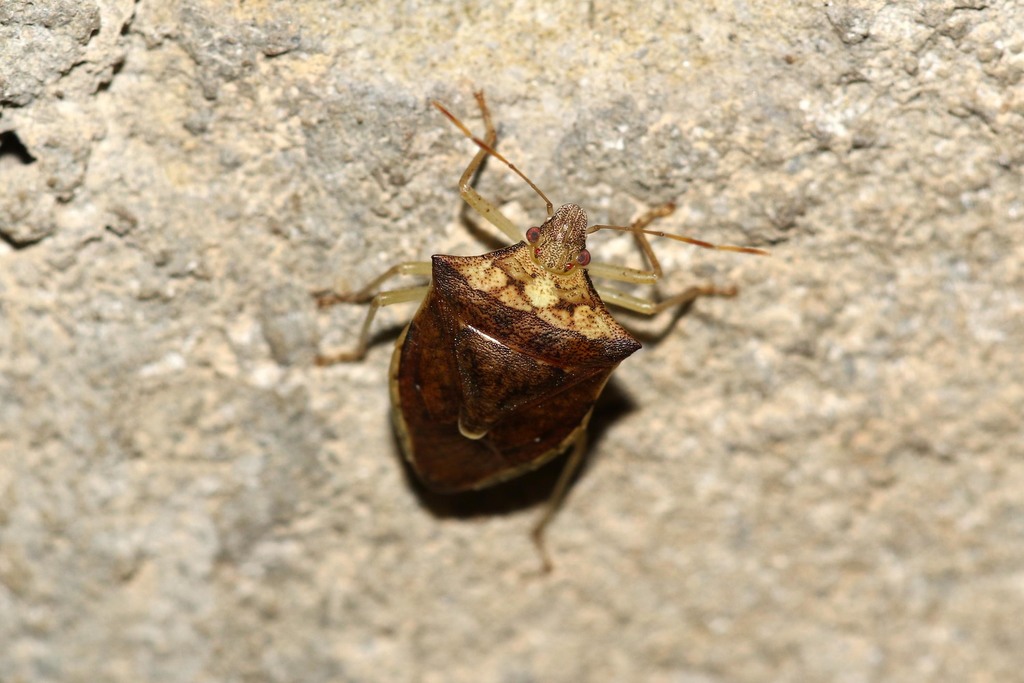 Lerida