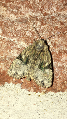 Oligia modica