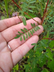 Dalea foliosa