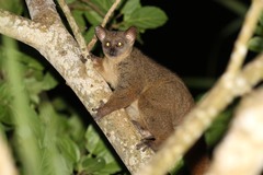 Northern Greater Galago photo 3