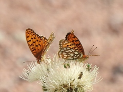 Speyeria edwardsii