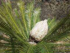 Dioon caputoi