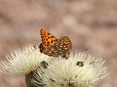 Speyeria edwardsii