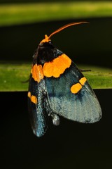 Egybolis vaillantina