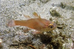 Vincentia novaehollandiae
