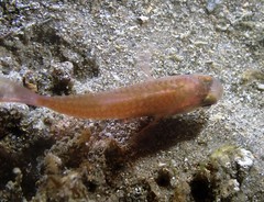 Vincentia novaehollandiae