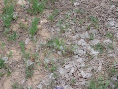 Lepidium hirtum