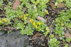 Sedum confusum
