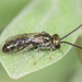 Lasioglossum helianthi - Photo (c) Marshal Hedin, some rights reserved (CC BY-NC-SA), uploaded by Marshal Hedin