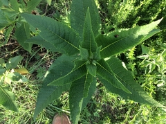 Buddleja sessiliflora