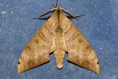 Pseudoclanis aequabilis