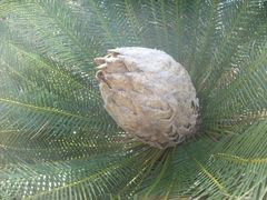 Dioon caputoi
